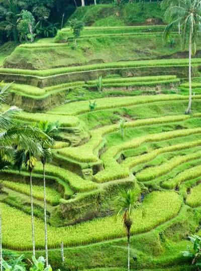 Reis-Terassen Reis-Terassen